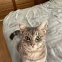 Photo of Cashew