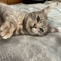 Photo of Cashew