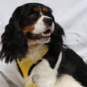 Photo of Boof