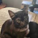 Photo of Checkers