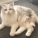 Photo of Beela