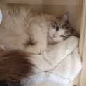 Photo of Beela