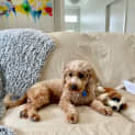 Photo of Niko And Roxie 
