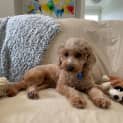 Photo of Roxie 