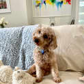 Photo of Roxie 