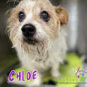 Photo of Chloe