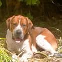 Photo of Odie