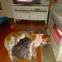 Photo of Odie
