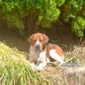 Photo of Odie