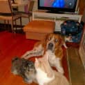 Photo of Odie