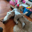 Photo of Odie