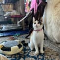 Photo of Calliope