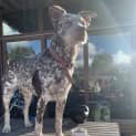 Photo of Lola
