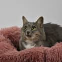 Photo of Liath