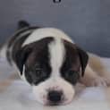 Photo of Angus (Dark Blue)