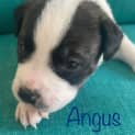 Photo of Angus (Dark Blue)