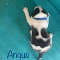 Photo of Angus (Dark Blue)