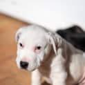 Photo of Butters