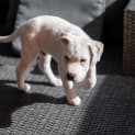Photo of Butters
