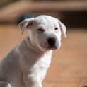 Photo of Butters
