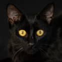 Photo of Olive