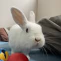 Photo of Cream Bun