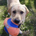 Photo of Chesley