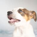 Photo of Skittles