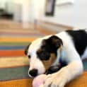Photo of Lola 14 Week Old Border Collie (Trial)