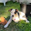 Photo of Lola 14 Week Old Border Collie (Trial)