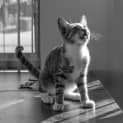 Photo of Pearl