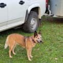Photo of Rosie