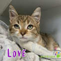 Photo of Love