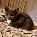 Photo of Maple