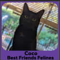 Photo of Coco 
