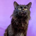 Photo of Phoenix