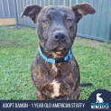 Photo of Damon 1 Year Old American Staffy