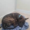 Photo of Damon 1 Year Old American Staffy