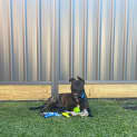 Photo of Damon 1 Year Old American Staffy