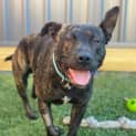 Photo of Damon 1 Year Old American Staffy