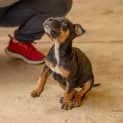 Photo of Olive