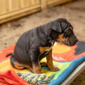 Photo of Olive