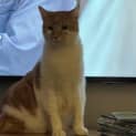 Photo of Chiku