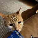 Photo of Chiku
