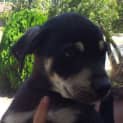 Photo of Midnight