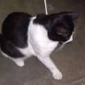 Photo of Bandit ~ Reduced Adoption Fee!!!