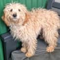 Photo of Mabel