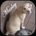 Photo of Marley