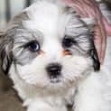 Photo of Buster ~ Maltese X Shih Tzu Puppy (Trial 13/7/16)