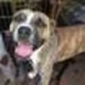 Photo of Clooney (Adoption Pending)
